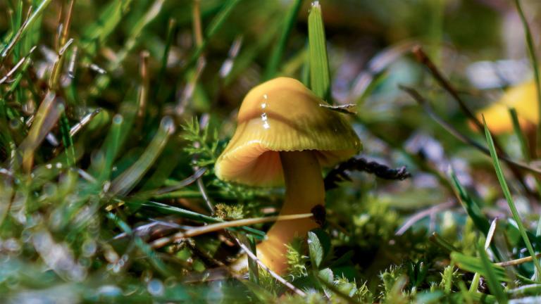 Papageien-Saftling (GLIOPHORUS PSITTACINUS)