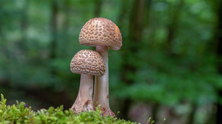 Perlpilz (AMANITA RUBESCENS)