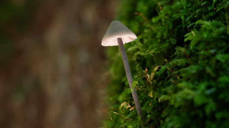 Weissmilchender Helmling (MYCENA GALOPSUS)
