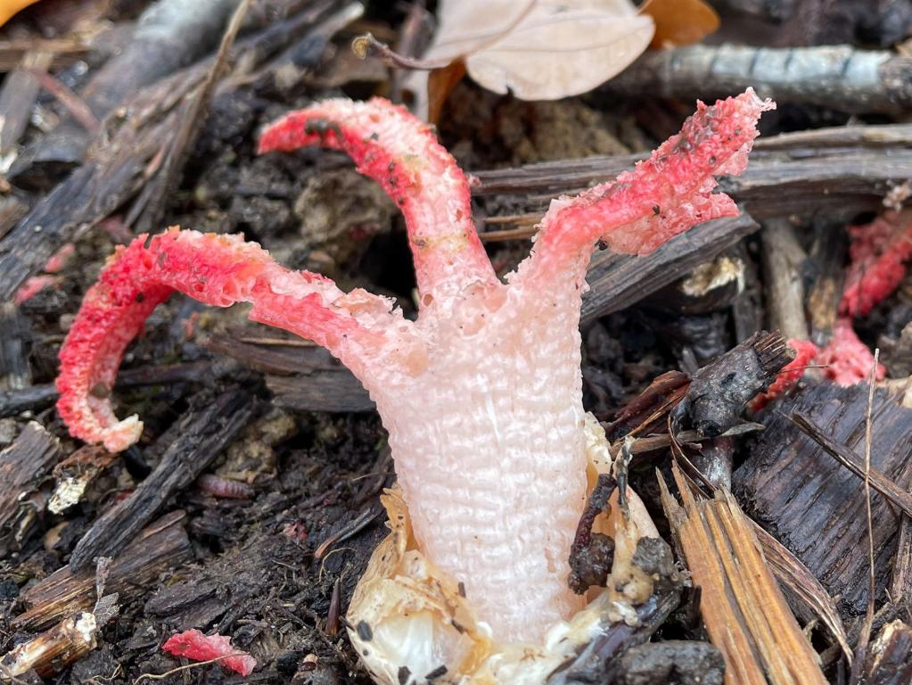 Tintenfischpilz (Clathrus archeri) 3