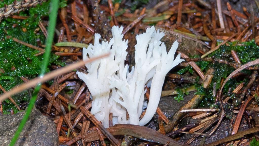 Kammkoralle (CLAVULINA CORALLOIDES)