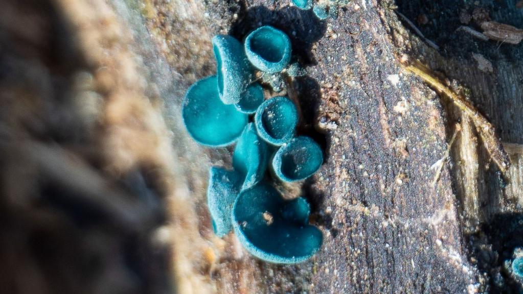 Kleinsporiger Gruenspan-Becherling (CHLOROCIBORIA AERUGINASCENS) 2