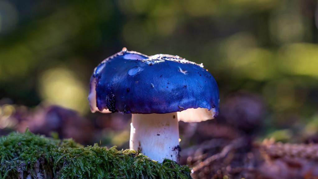 Frauen-Täubling (RUSSULA CYANOXANTHA)