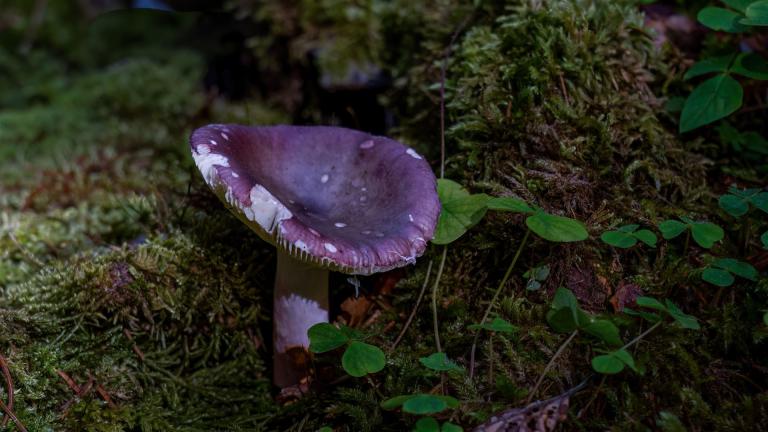 Gedrungener Täubling (RUSSULA TORULOSA)