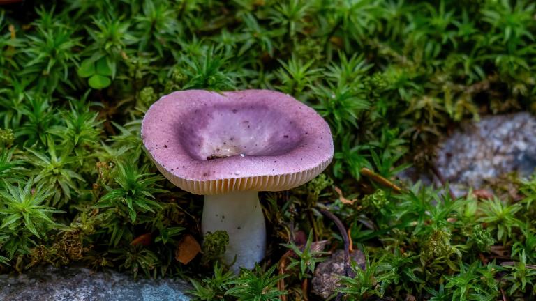 Täubling (Russula Sp)