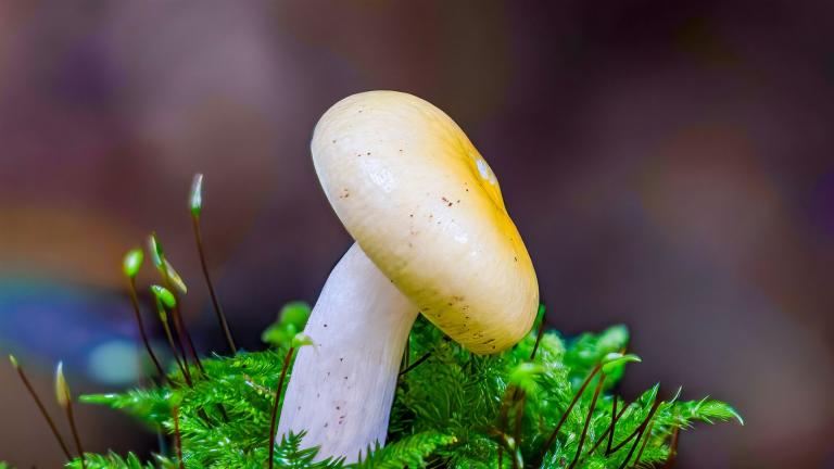 Täubling (Russula Sp)