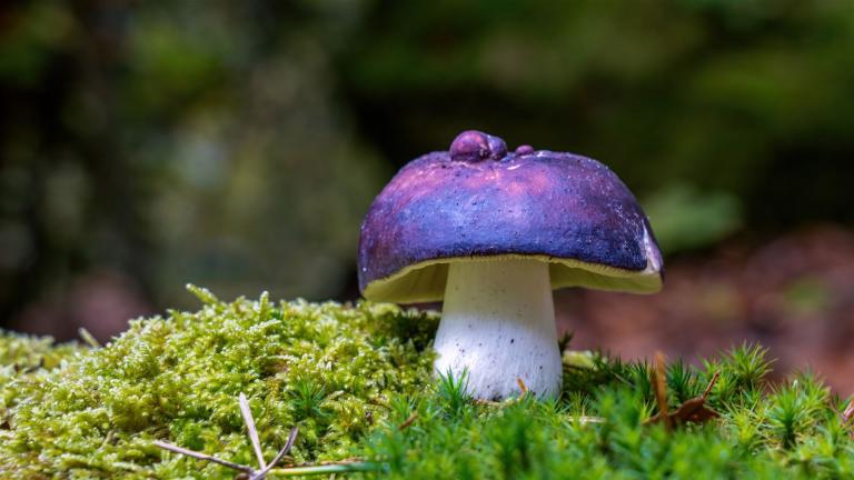 Täubling (Russula Sp)