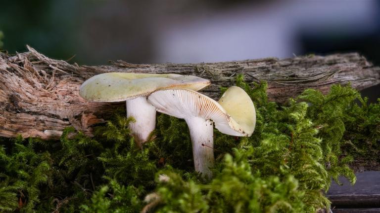 Violettstieliger Pfirsich_Täubling  (RUSSULA VIOLEIPES)