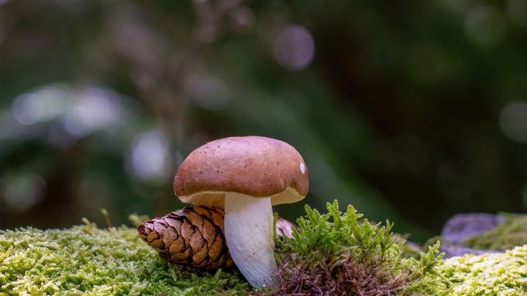 Wiesel-Täubling (RUSSULA MUSTELINA)