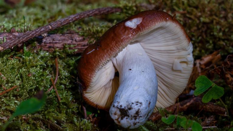 Wiesel-Täubling (RUSSULA MUSTELINA)