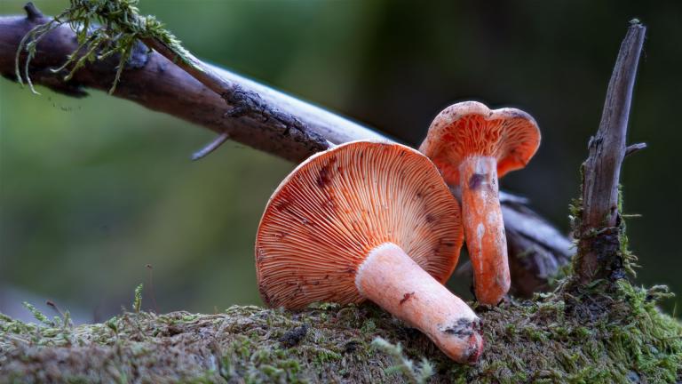Fichtenreizker (LACTARIUS DETERRIMUS)