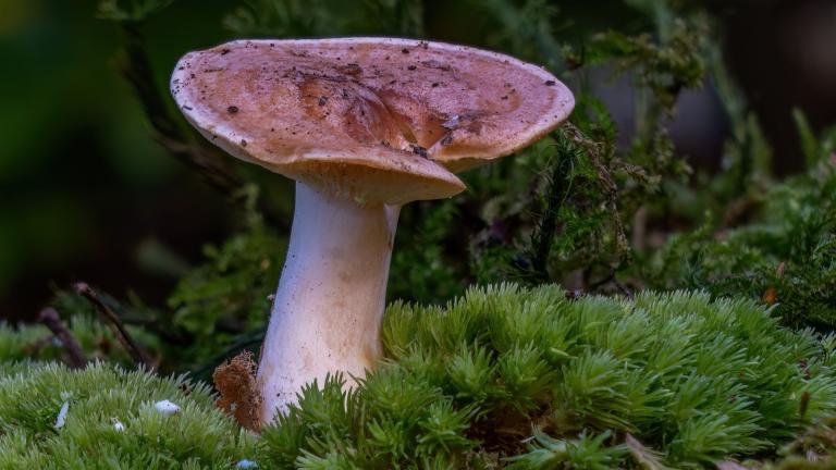 Goldflüssiger Milchling (LACTARIUS CHRYSORRHEUS)