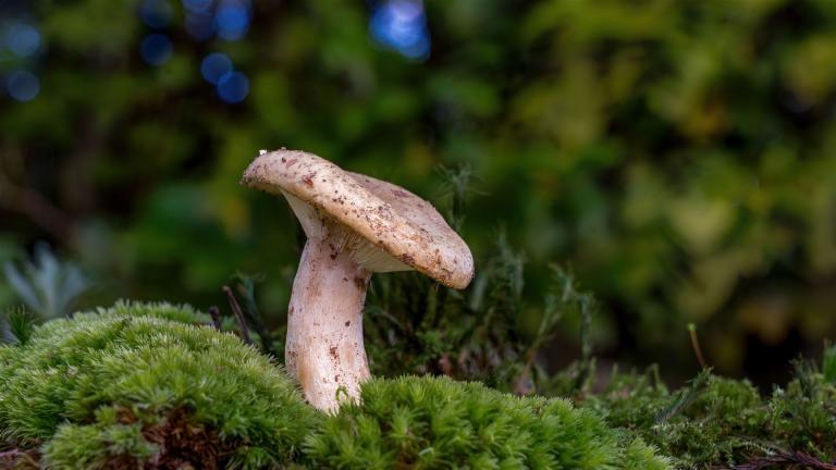 Michling (LACTARIUS Sp)