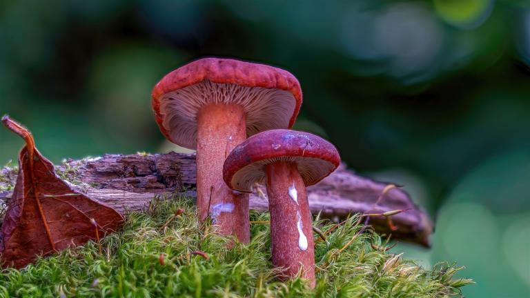 Michling (LACTARIUS Sp)