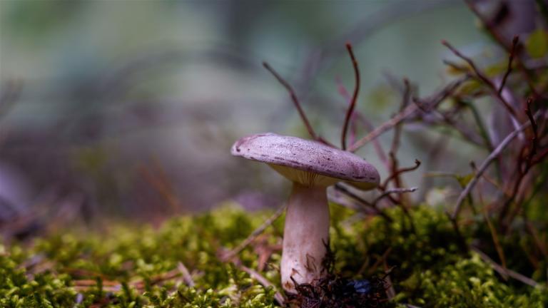 Nordischer Milchling (LACTARIUS TRIVIALIS)