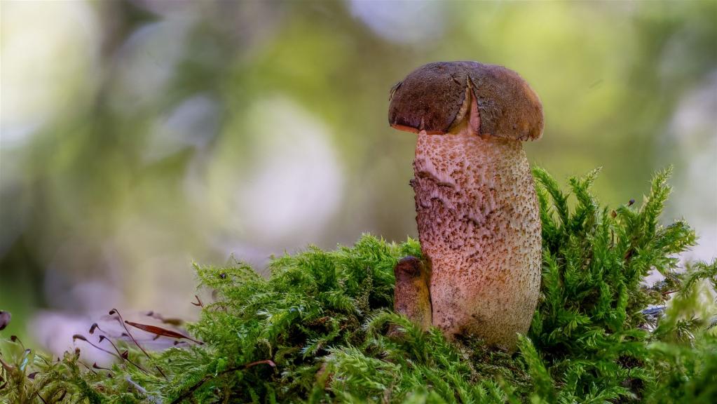Hainbuchen_Raufussroehrling (LECCINELLUM PSEUDOSCABRUM)