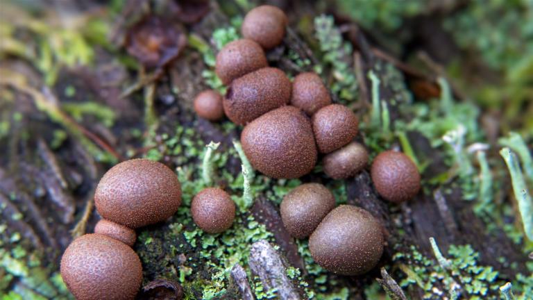 Blutmilchpilz (LYCOGALA EPIDENDRUM )