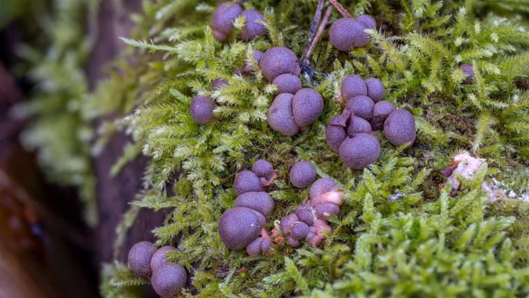 Blutmilchpilz (LYCOGALA EPIDENDRUM )