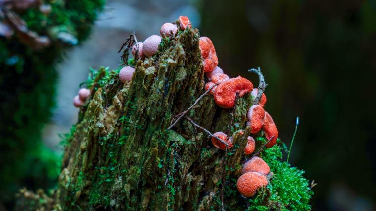 Blutmilchpilz (LYCOGALA EPIDENDRUM )