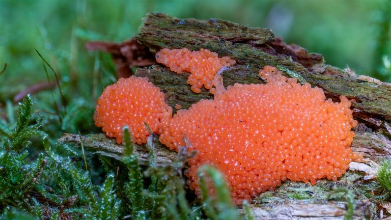 Fischeier_Schleimpilz (TUBIFERA FERRUGINOSA)
