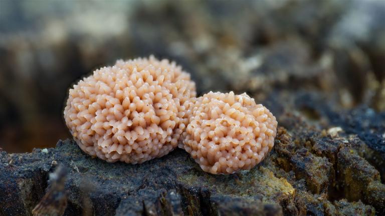 Fischeier_Schleimpilz (TUBIFERA FERRUGINOSA)