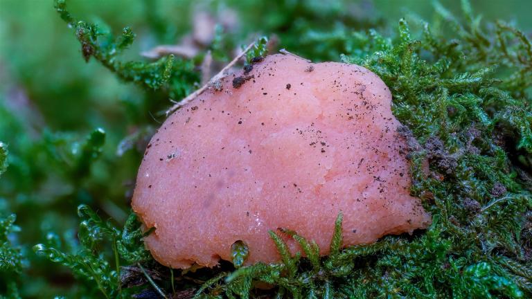 Fischeier_Schleimpilz (TUBIFERA FERRUGINOSA)