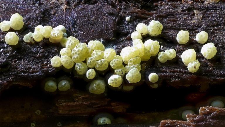Gelatinöser Kugelpustelpilz (HYPOCREA GELATINOSA)