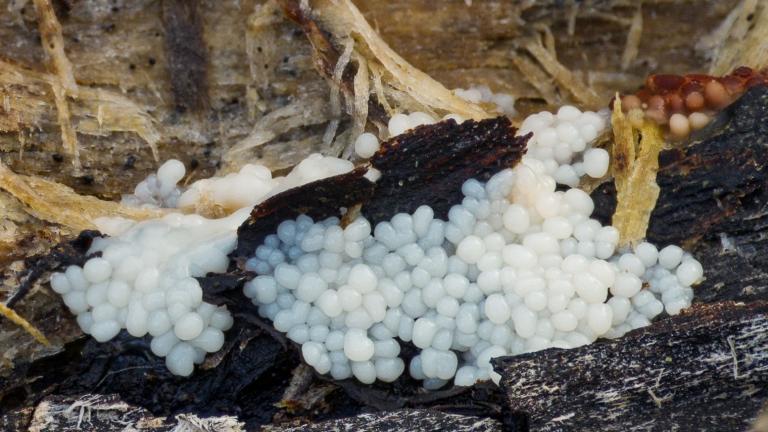 Gemeines Fadenstäubchen  (STEMONITIS AXIFERA)
