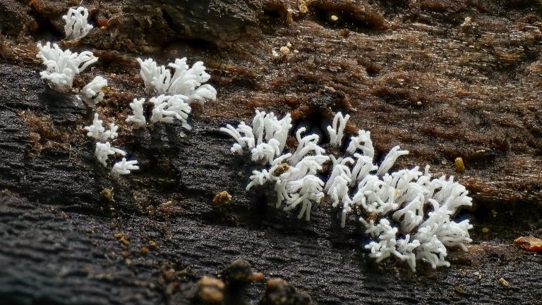 Geweihförmiger Schleimpilz (CERATIOMYXA FRUTICULOSA)