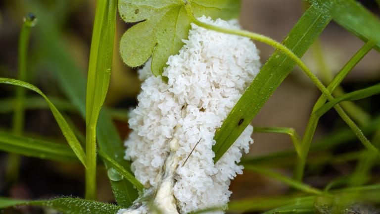 Grubiges Polsterkissen (MUCILAGO CRUSTACEA)