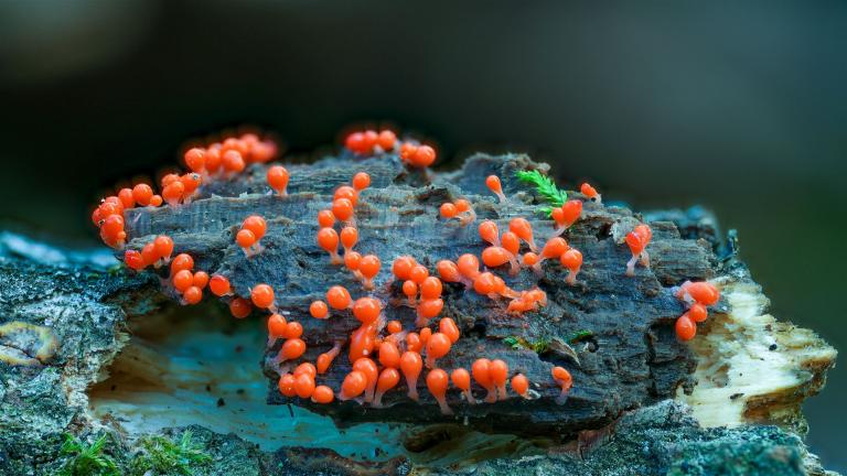 Rotköpfiger Schleimpilz (TRICHIA DECIPIENS)