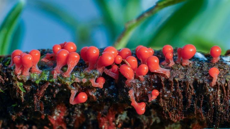 Rotköpfiger Schleimpilz (TRICHIA DECIPIENS)