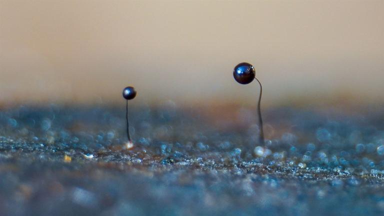 Schiefergraues Fadenkügelchen (COMATRICHA NIGRA)