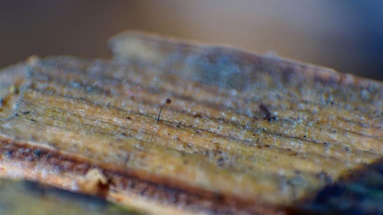 Schiefergraues Fadenkügelchen (COMATRICHA NIGRA)