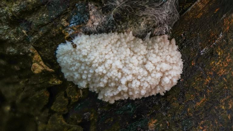 Stäublings_Schleimpilz (RETICULARIA LYCOPERDON)