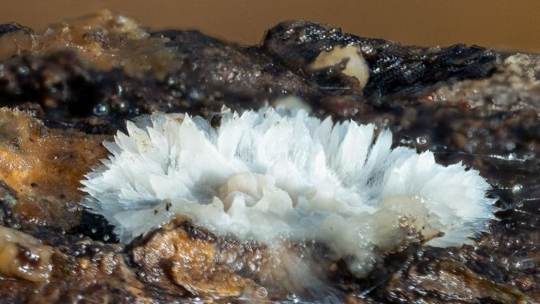 Weisser Polsterpilz (POSTIA PTYCHOGASTER)