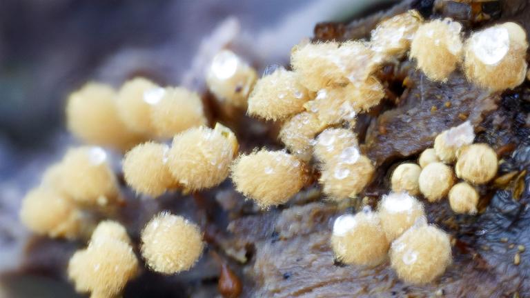 Wuschelkoepfiger Schleimpilz (HEMITRICHIA CALYCULATA.)