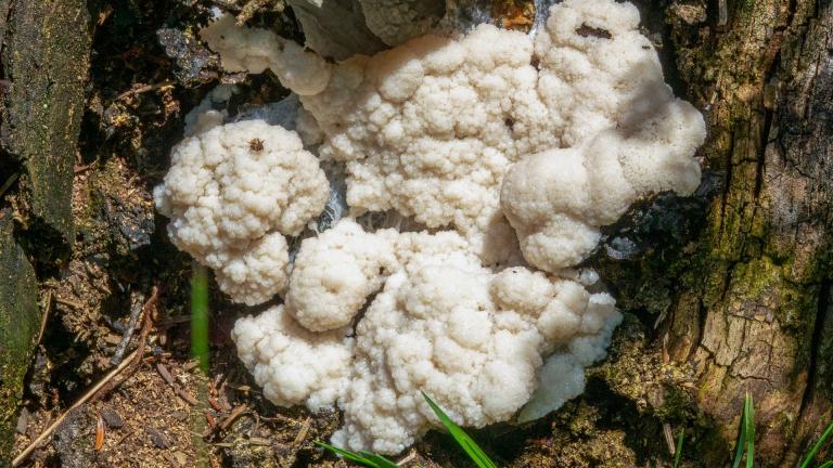 Zottenschleimpilz (FULIGO CINEREA)