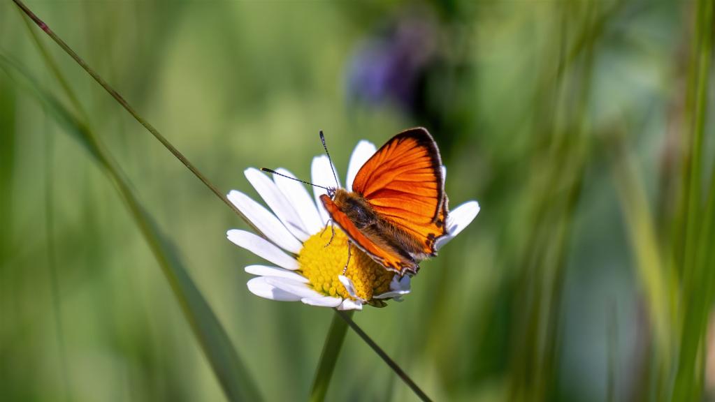 DUKATEN_FEUERFALTER (Lycaena virgaureae)