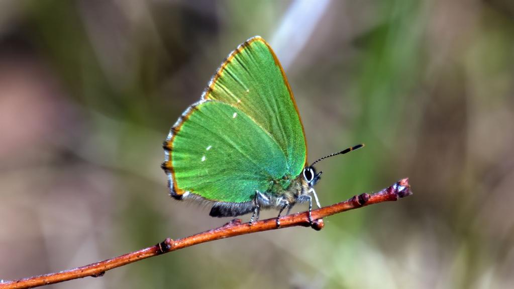 Grüner bzw. Brombeer-Zipfelfalter (Callophrys Rubi)