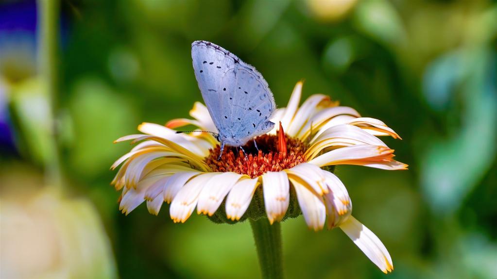 FAULBAUM-BLÄULING (Celastrina-argiolus)