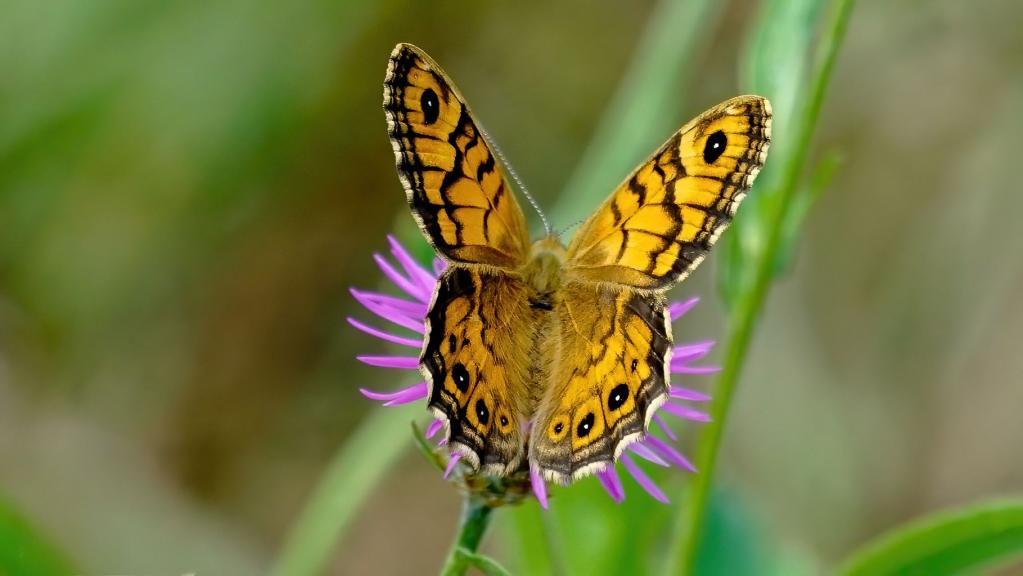 MAUERFUCHS (Lasiommata megera)