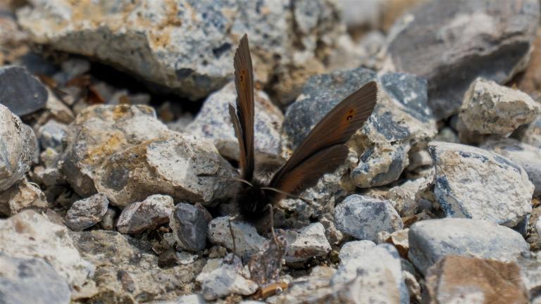 BLINDPUNKT-MOHRENFALTER (Erebia nmestra)