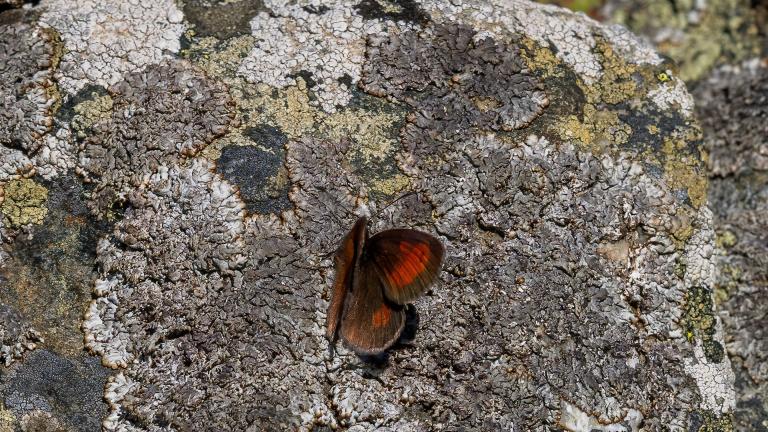 BLINDPUNKT-MOHRENFALTER (Erebia nmestra)