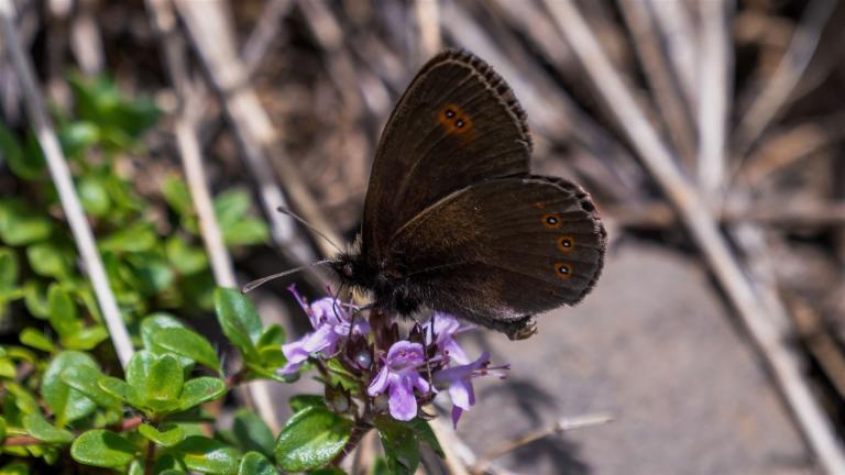 DOPPELAUGEN-MOHRENFALTER (Erebia oeme)