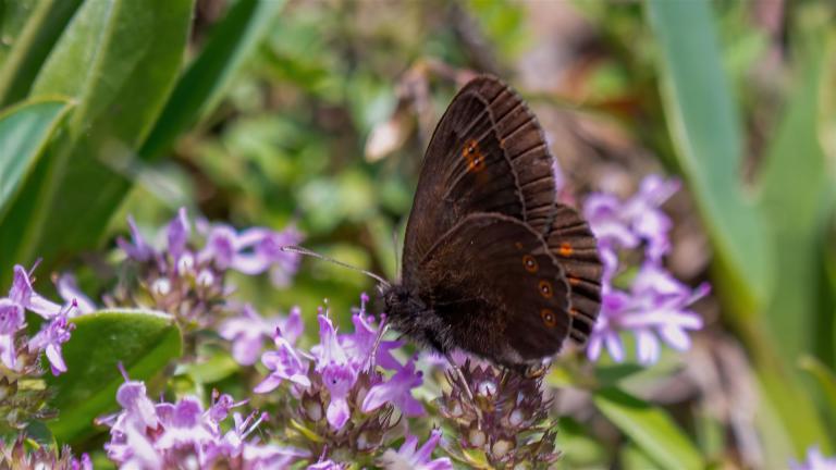 DOPPELAUGEN-MOHRENFALTER (Erebia oeme)