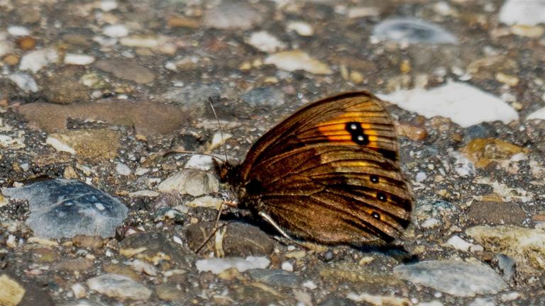 GELBBINDIGER MOHRENFALTER (Erebia meolans)