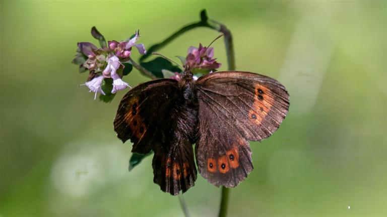 GELBBINDIGER MOHRENFALTER (Erebia meolans)