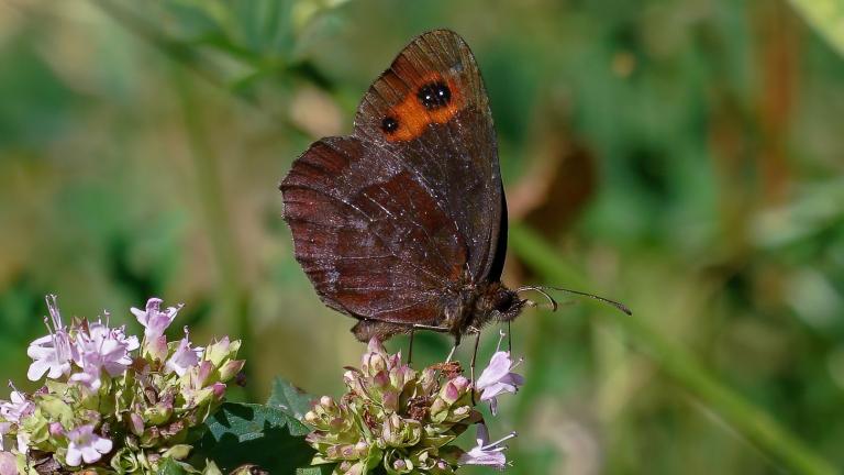 GRAUBINDIGER MOHRENFALTER bzw WALDTEUFEL (Erebia aethiops)