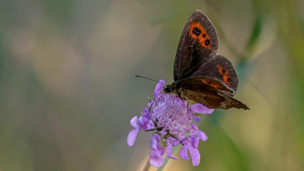 GRAUBINDIGER MOHRENFALTER bzw WALDTEUFEL (Erebia aethiops)